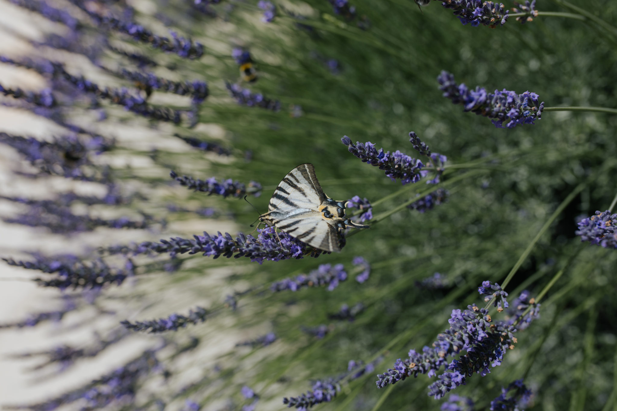 Papillon lavande Cocktail piscine Hameau de Valouse Drôme provençale